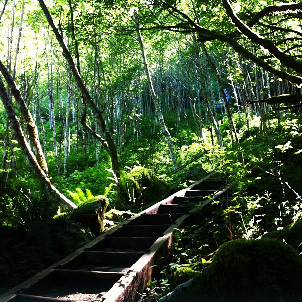 Blogger-Nature-Forest-Green-Trees