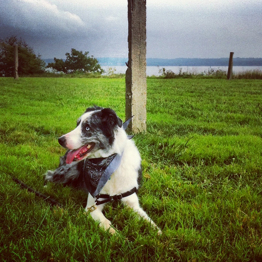 Dog-Instagram-Park-Photo