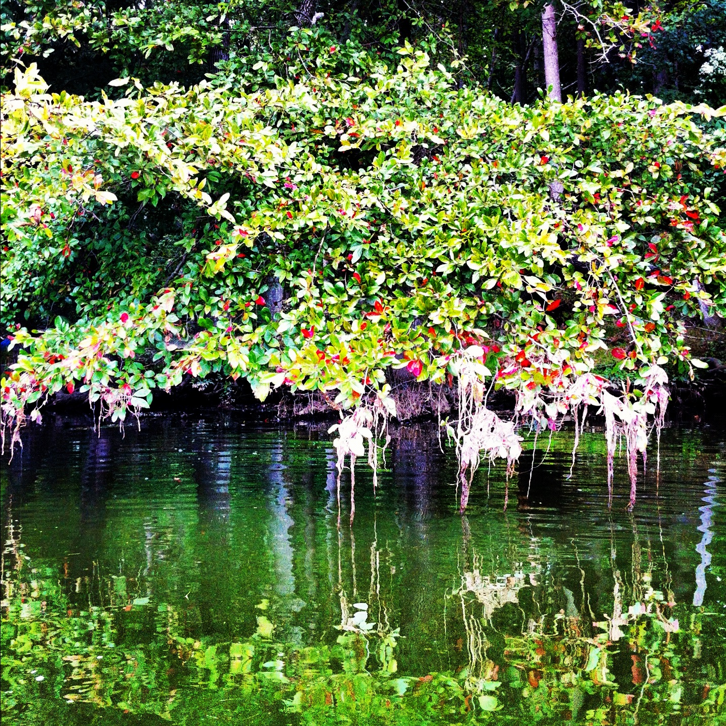 Instagram-Kayaking-Maryland