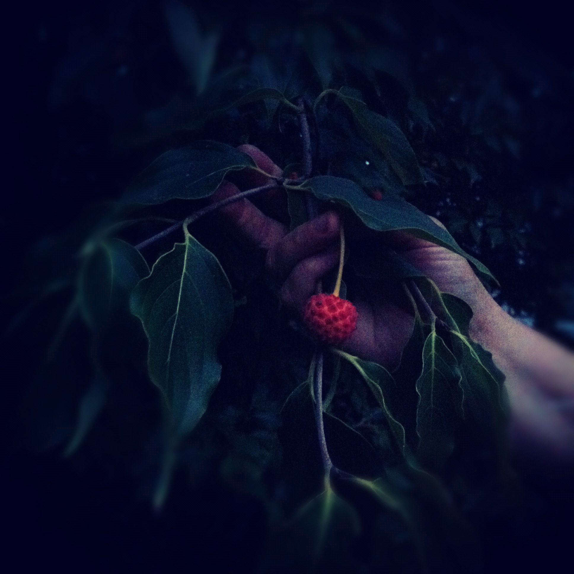 Fruit-Instagram-Hand-Maryland