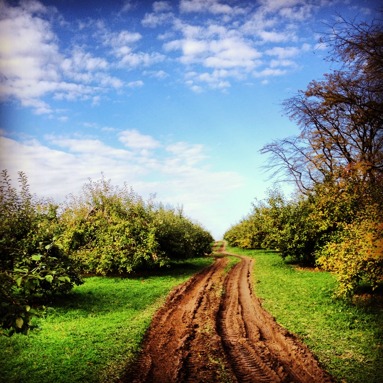 Instagram-Woods-Trees-Sky-Clouds