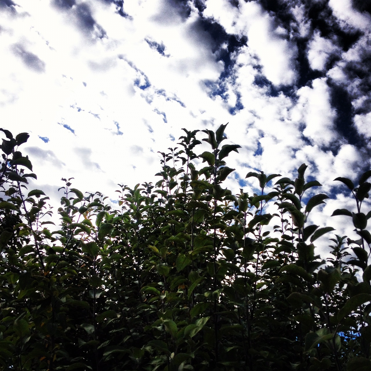 Instagram-Sky-Trees-Tree-Clouds