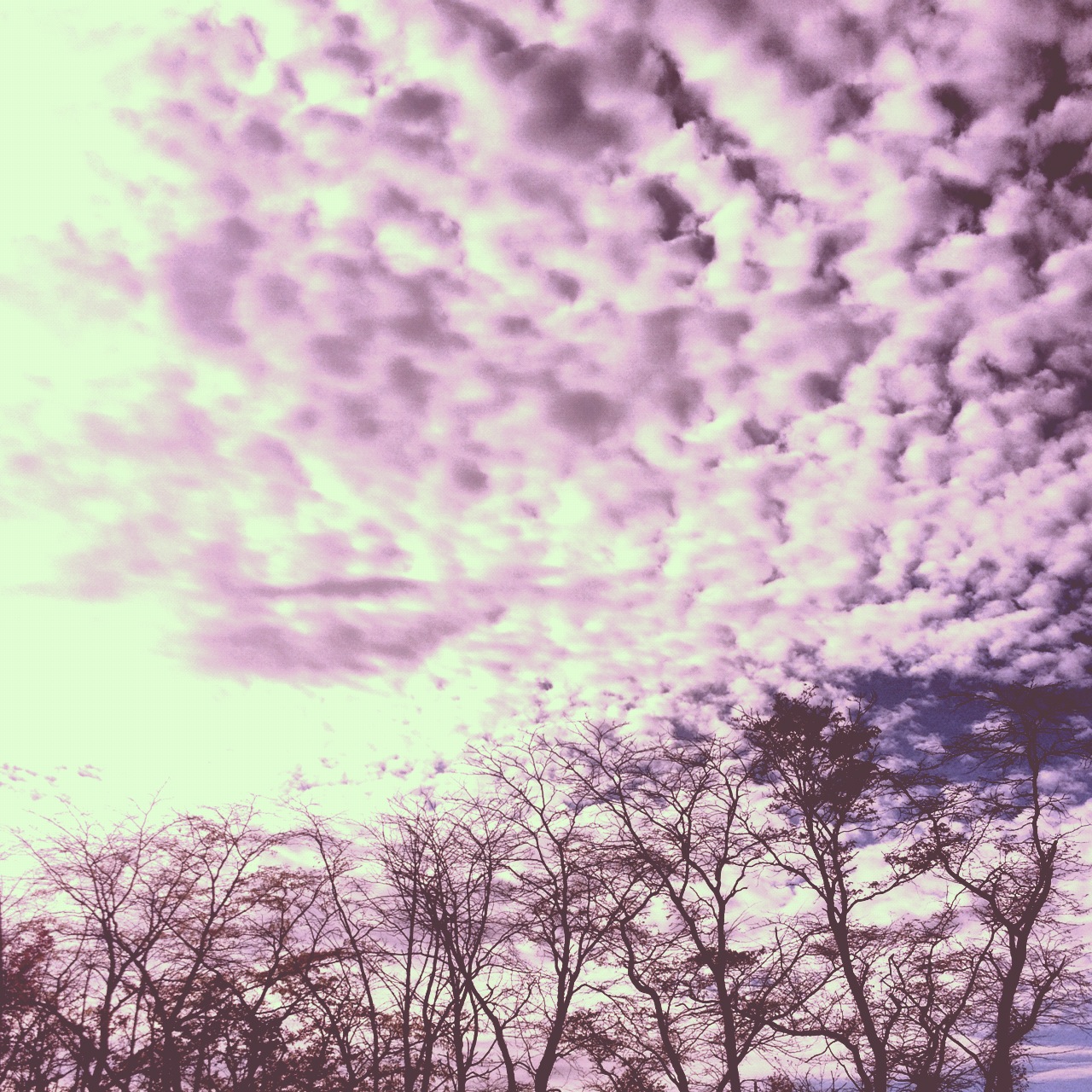 Instagram-Sky-Trees-Clouds