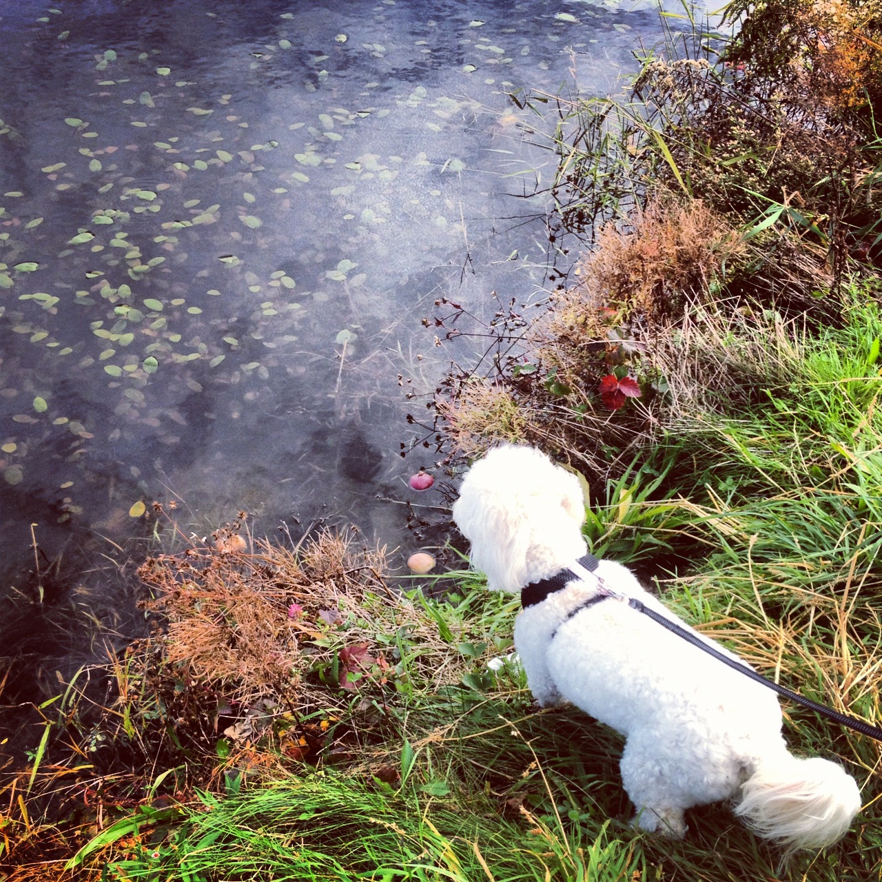 Dog-Instagram-Lake-Pond