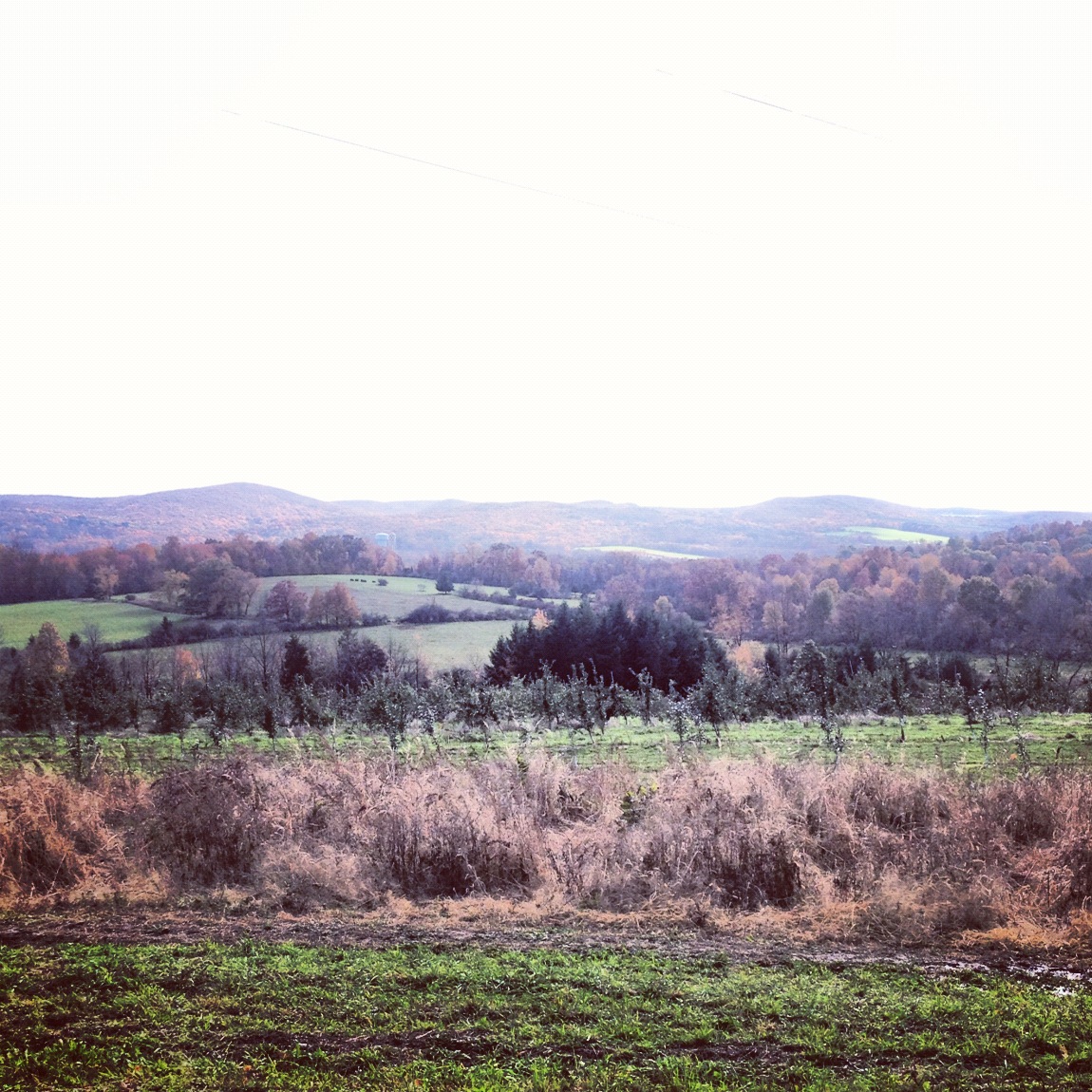 Instagram-Warwick-Hills-Sky-Trees