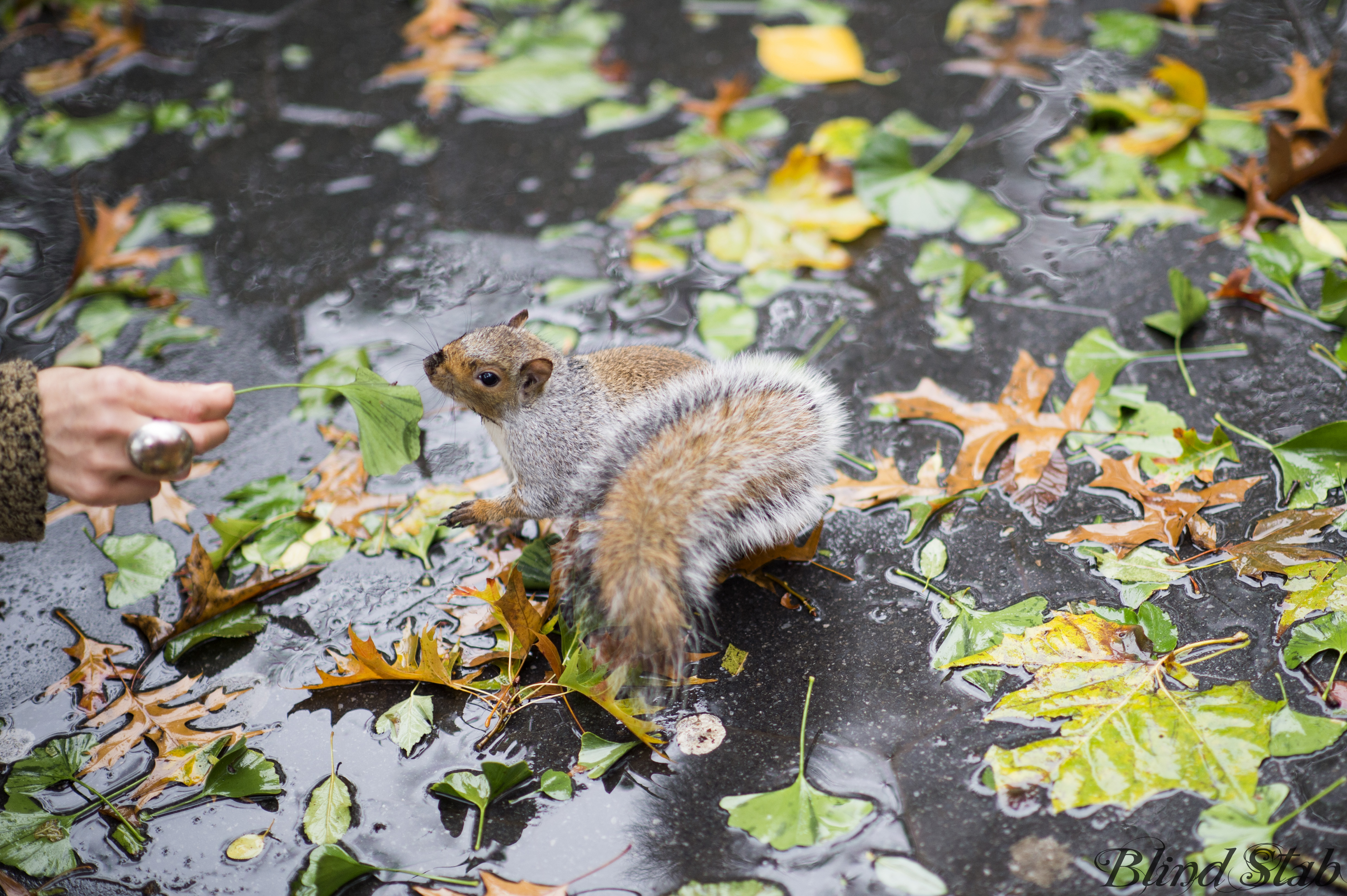 Squirrel-Central-Park-Leaves-New-York