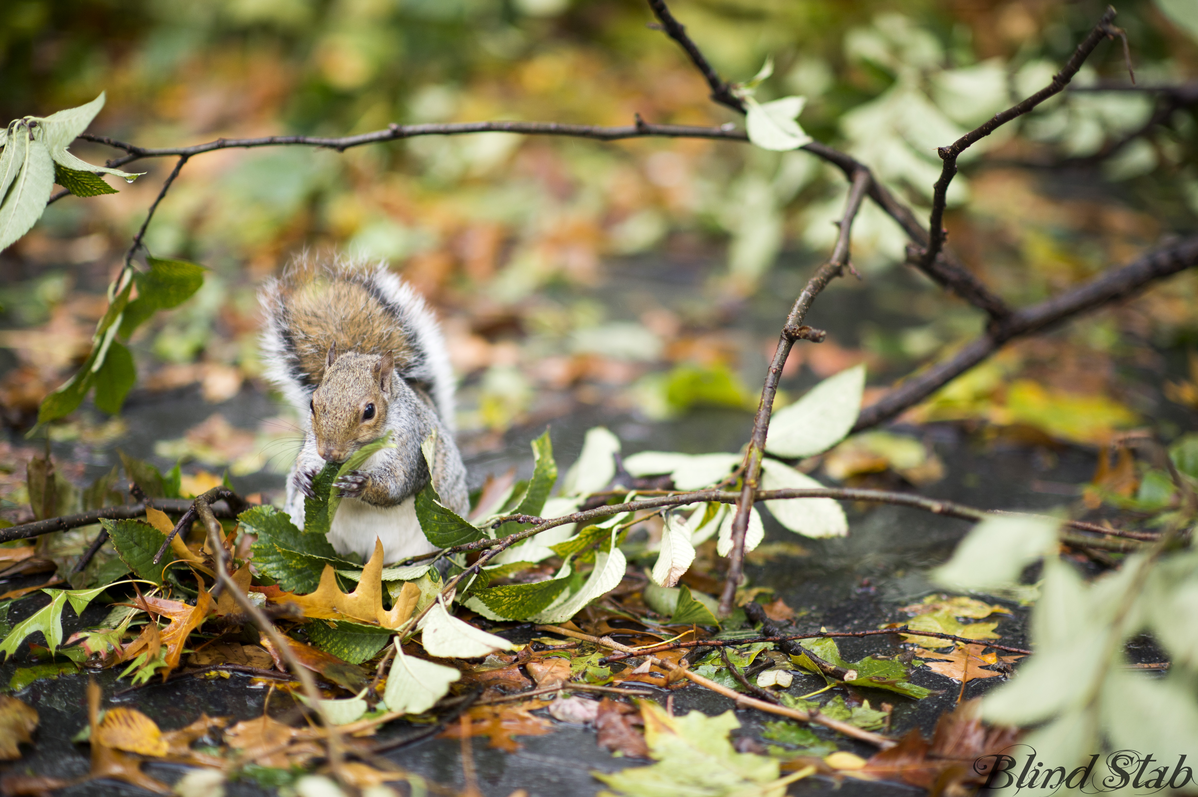 Squirrel-Leaves-Central-Park-New-York