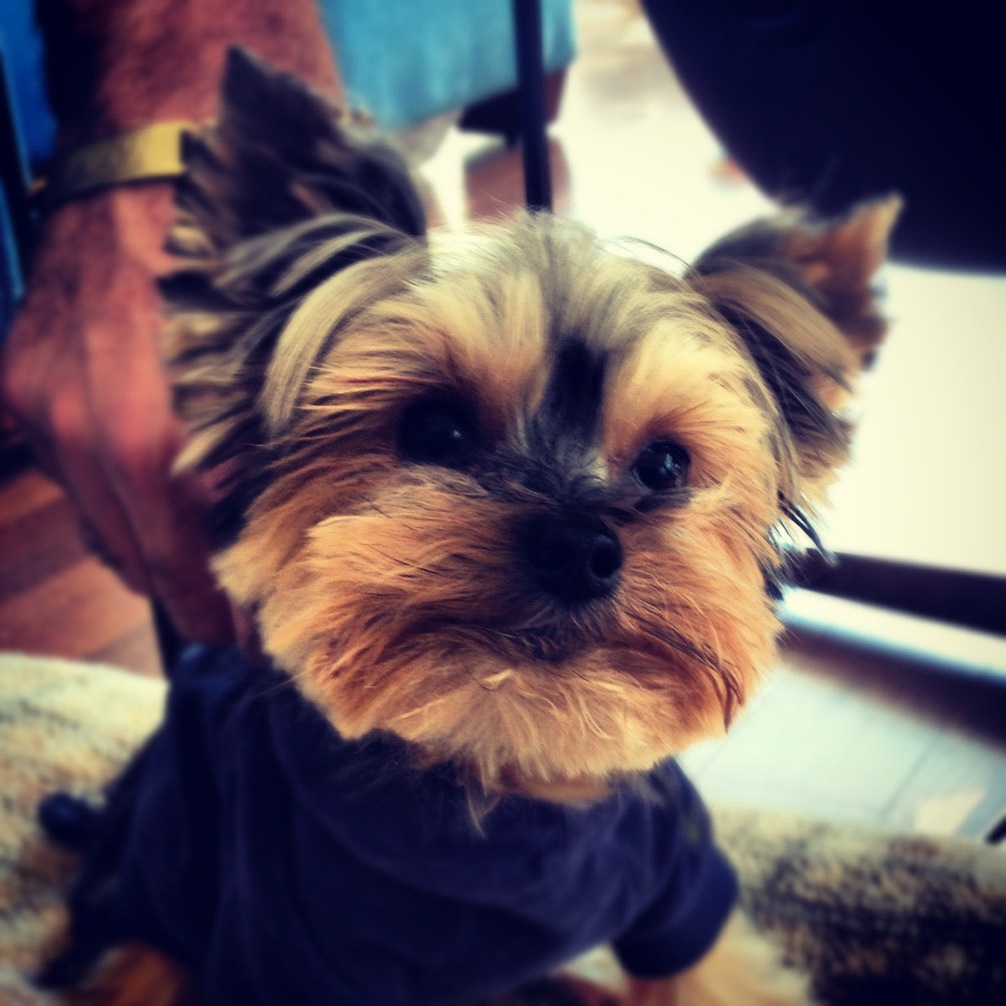 Yorkie-Instagram-Cute-Dog