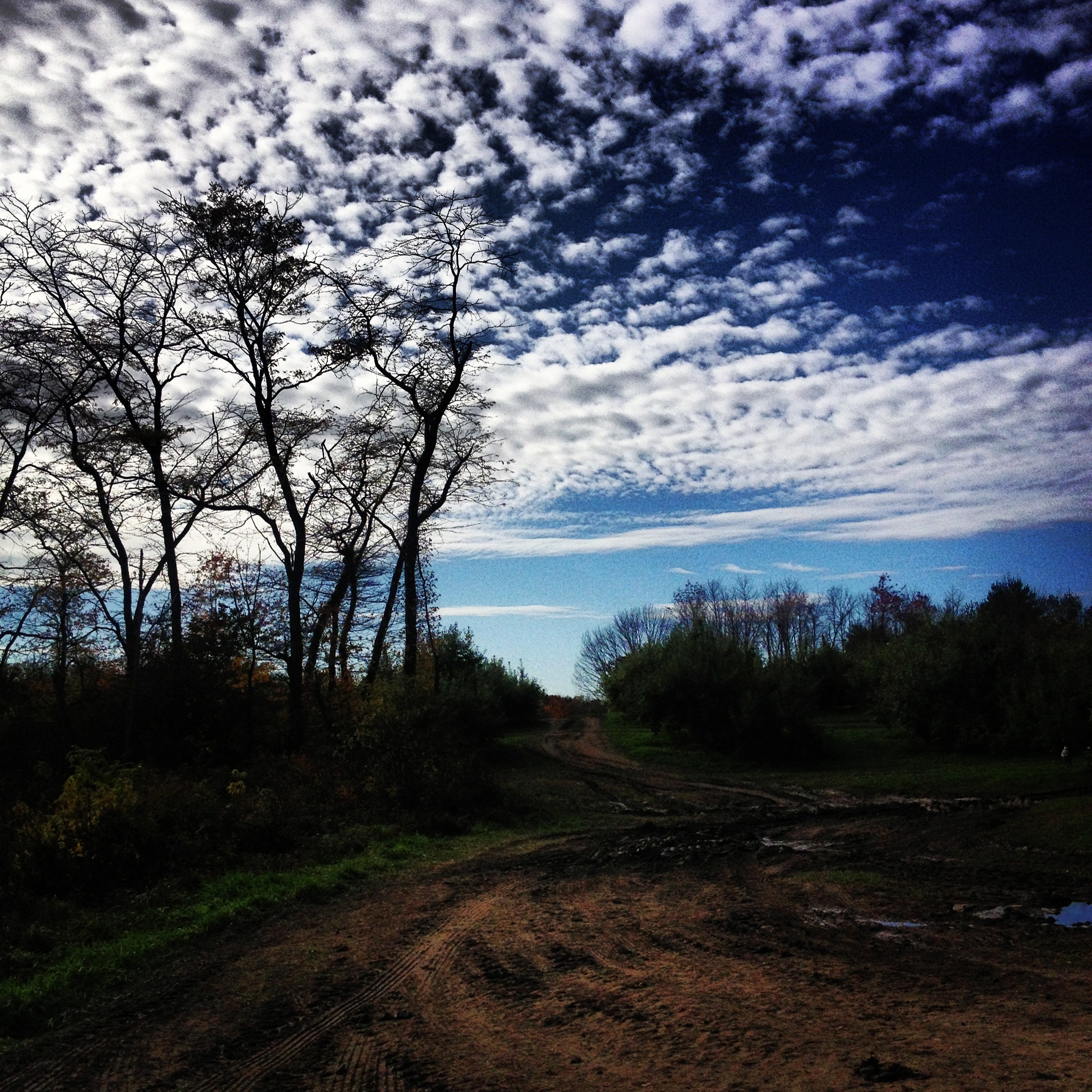 Instagram-Scenery-Forest-Sky-Trees