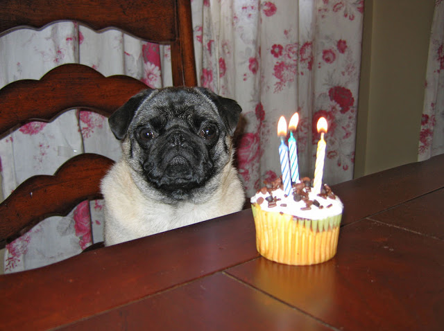 Blind Stab Funny Birthday Cupcake Pug