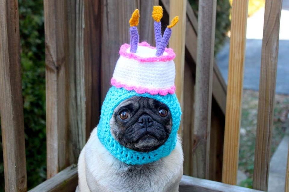Blind Stab Pug Birthday Cake Hat