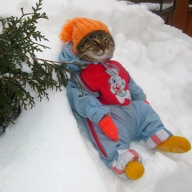 Cat in snow funny cats dressed in clothes cat in hat meme