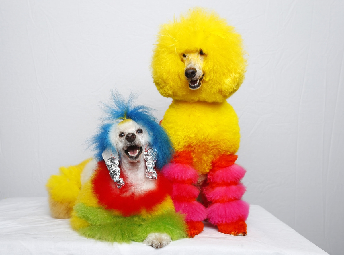 Colorful pets