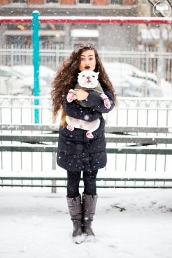 French Bulldog White Frenchie Puppy Dog Playing in the Snow Cute Puppy Bulldog