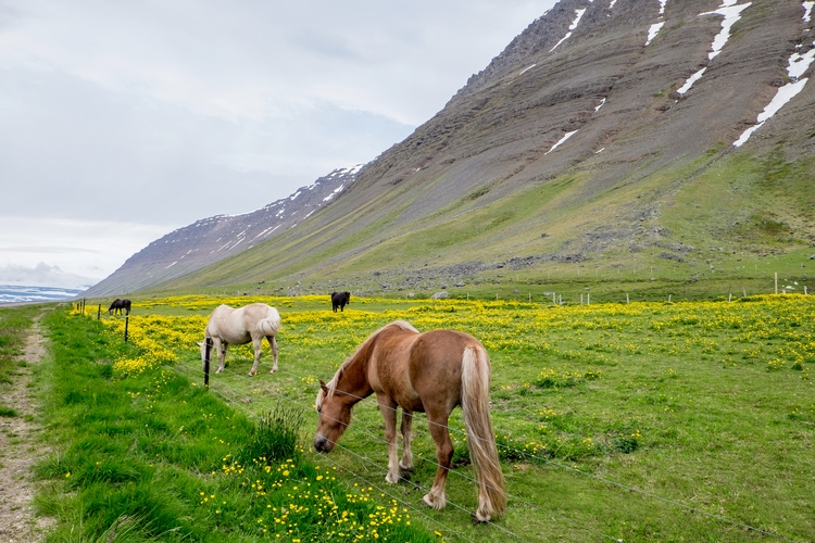 iceland-vivianchen-4421